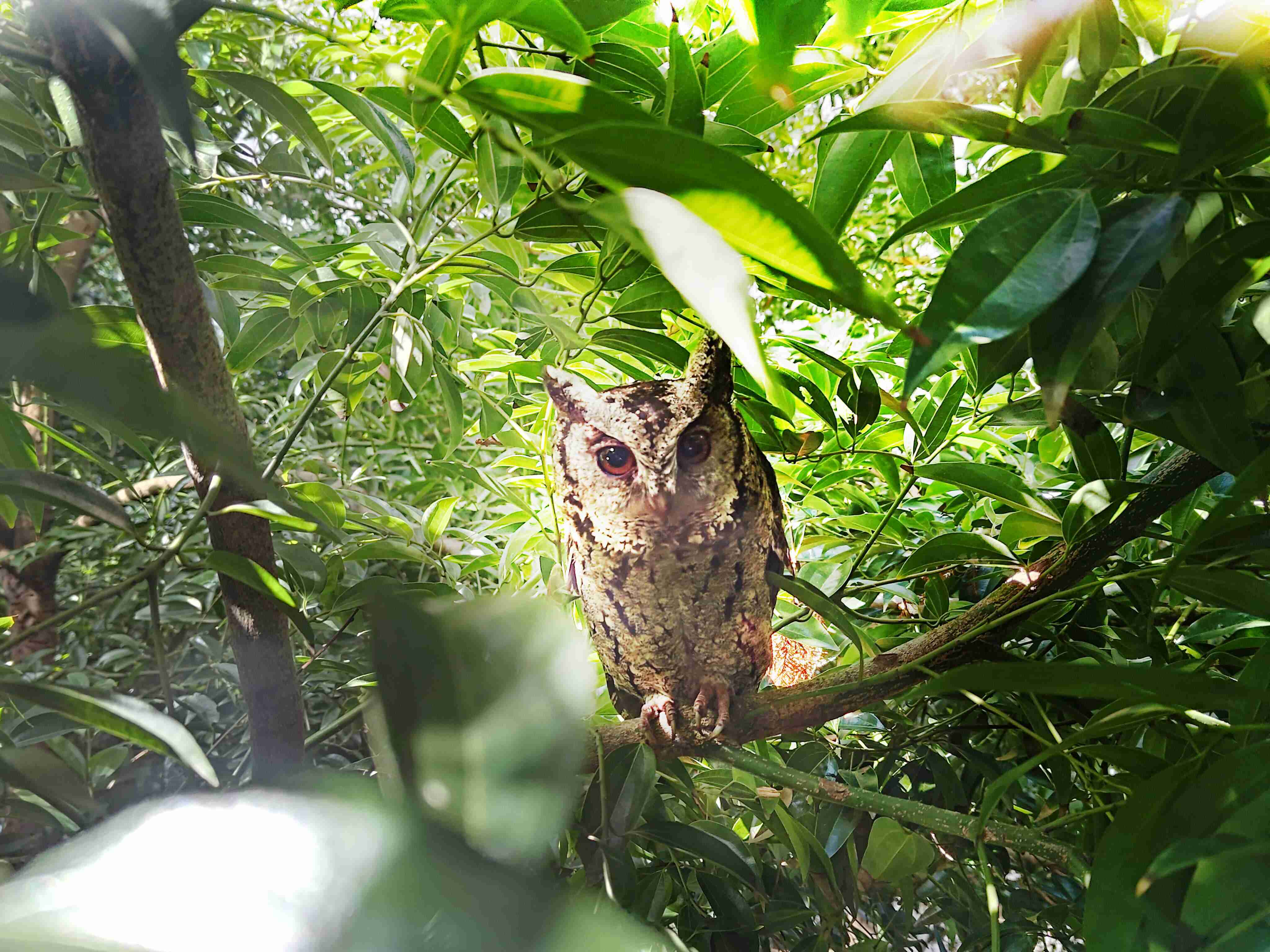 银河集团致力提倡净零绿生活，，，16年以来在全球各厂区植树逾百万棵，，，造就各厂区树木蔚然成林，，，，犹如森林工厂，，，成为许多生物的栖息地